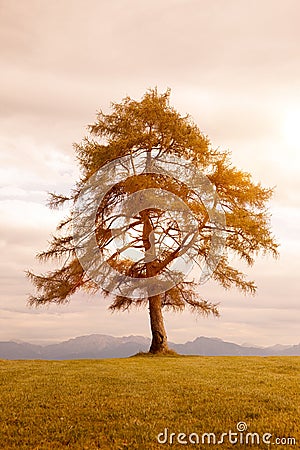 Autumn larch in a meadow Stock Photo