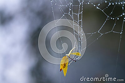 Autumn leaf background with spider web Stock Photo