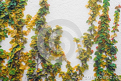 Autumn leaf background of wall creeper ivy Stock Photo