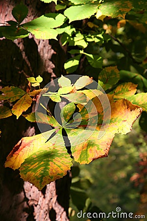 Autumn leaf with chiaroscuro Stock Photo