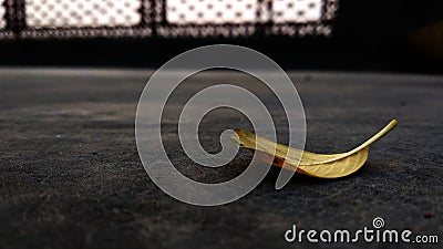 Autumn leaf closeup fall on ground. Stock Photo