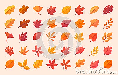 Autumn leaf collection Orange maple leaves in autumn simple design Vector Illustration