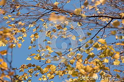 Autumn leaf Stock Photo