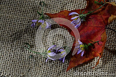 autumn leaf with fading blue flowers on a burlap background. the concept of the completion of summer days, fading love, sadness, Stock Photo