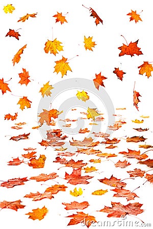 Autumn leaf fall Stock Photo