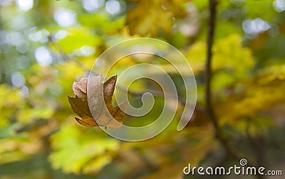 Autumn leaf falling Stock Photo