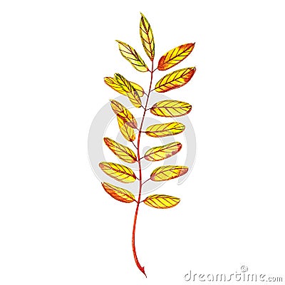 Autumn leaf - Honey. Autumn maple leaf isolated on a white background. Watercolor illustration. Cartoon Illustration