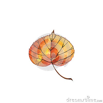 Autumn leaf - Linden. Autumn maple leaf isolated on a white background. Watercolor illustration. Cartoon Illustration