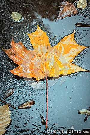 Autumn Leaf in Rain Stock Photo