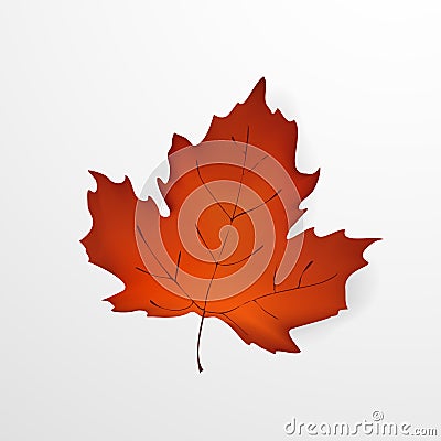 Autumn leaf. Realistic beautiful Autumn maple leaf isolated on a white background. Design concept for the websites Vector Illustration