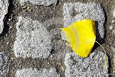 Autumn leaf on road Stock Photo