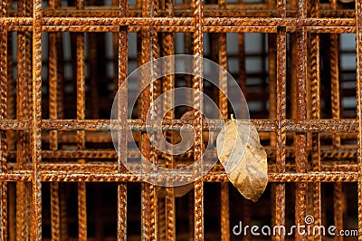 Autumn leaf and rusted iron wires Stock Photo