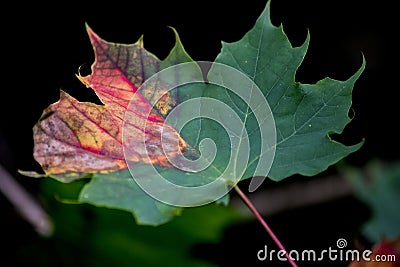 Autumn leaf starting the photosynthesis process Stock Photo