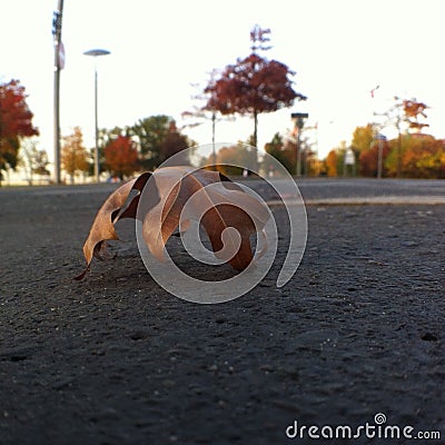 Autumn leaf Stock Photo