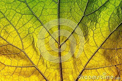 Autumn leaf texture Stock Photo