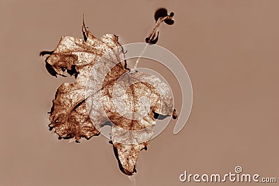 An autumn leaf in the water in Peach Fuzz Stock Photo