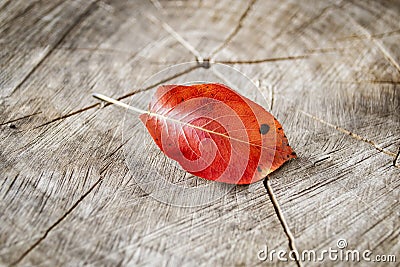 Autumn leaf on a wooden saw. A red pear leaf lies on a wooden deck. On a wooden table lies a fallen leaf from a sinful Stock Photo