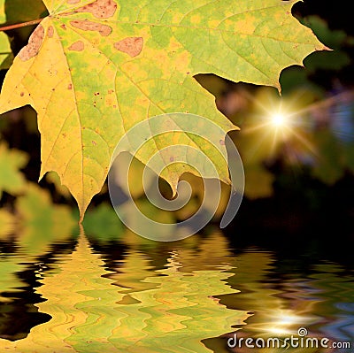 The autumn leafage Stock Photo