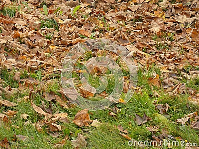 Autumn leafage foliage - fallen leaves on the lawn fall Stock Photo