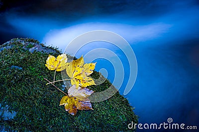 Autumn leafage on green moss Stock Photo