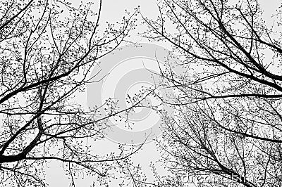 Autumn leafless branches of trees Stock Photo