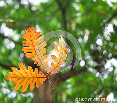 Autumn leafs Stock Photo