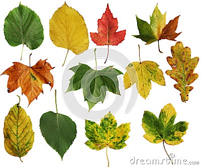 Autumn leafs Stock Photo