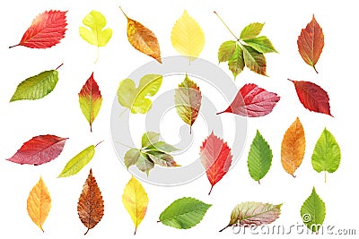 autumn leafs Stock Photo