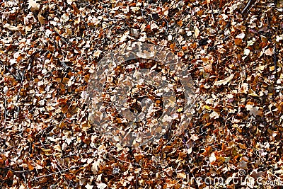 Autumn leafs covering he ground. Stock Photo