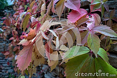 Autumn leafs covering wall made of rock, detail Stock Photo