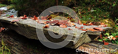 Autumn leafs Stock Photo