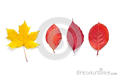 Autumn leafs Stock Photo