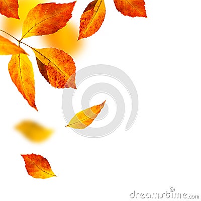 Autumn leafs on white background Stock Photo