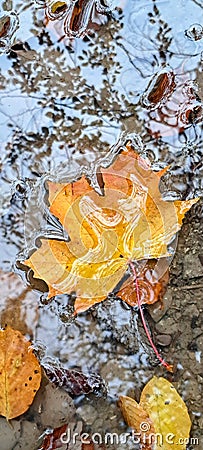 Autumn leave water Forrest tree Stock Photo