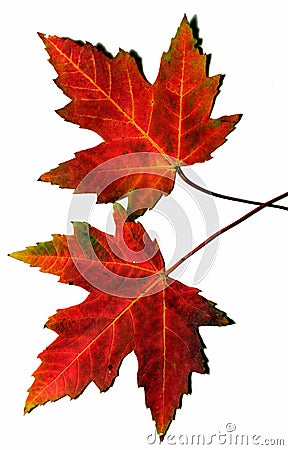 Autumn leaves Stock Photo