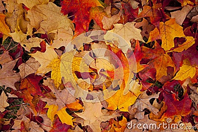 Autumn leaves Stock Photo