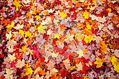 Autumn leaves Stock Photo