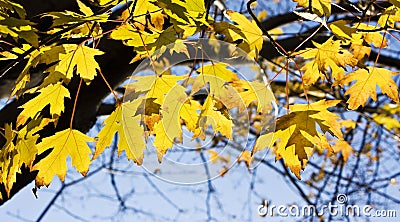 Autumn leaves Stock Photo