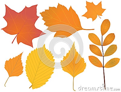 Autumn leaves Vector Illustration