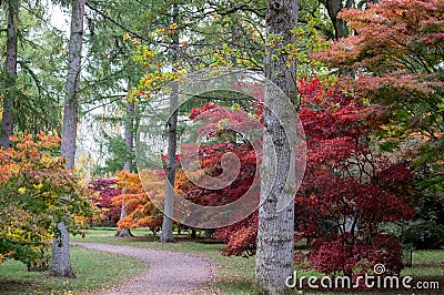 Autumn leaves. Acer trees in a blaze of colour, at Westonbirt Arboretum, Tetbury, Gloucestershire, UK in the month of October Stock Photo