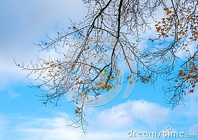 Autumn leaves againt blue sky Stock Photo