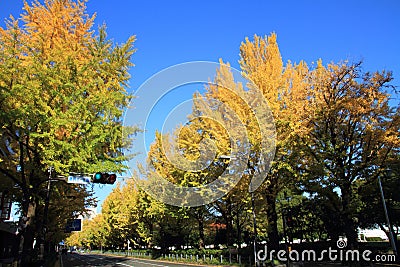 Autumn leaves along Yamashita park avenue Stock Photo