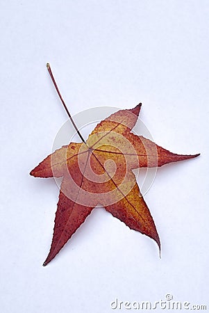 Autumn leaves of American Sweetgum Liquidambar styraciflua on Stock Photo