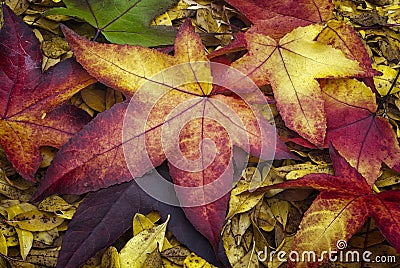 Autumn leaves of American Sweetgum Liquidambar styraciflua Stock Photo