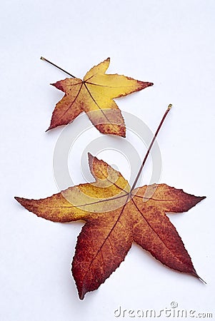 Autumn leaves of American Sweetgum Liquidambar styraciflua on Stock Photo