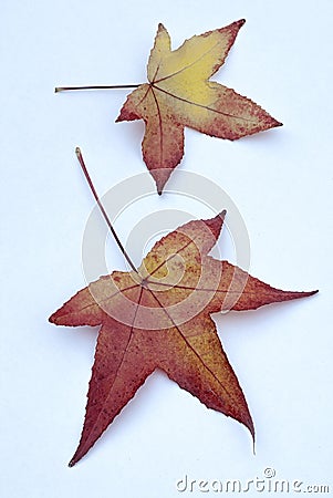 Autumn leaves of American Sweetgum Liquidambar styraciflua on Stock Photo