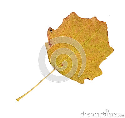 Autumn leaves of an aspen, undersurface Stock Photo