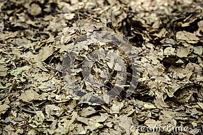 Autumn leaves Stock Photo