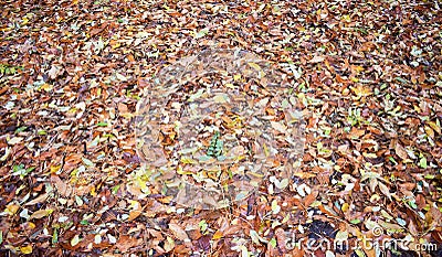 Autumn leaves background Stock Photo