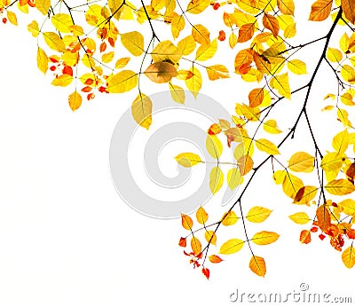 Autumn leaves background in gold and red Stock Photo